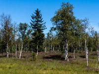 Birken und blühende Besenheide im Moor